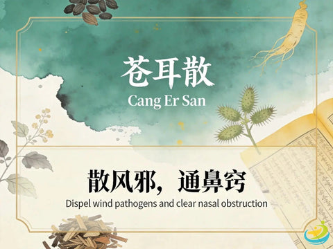Cang Er Zi San: Xanthium Powder for Nasal Congestion and Sinus Relief HJMEDICAL