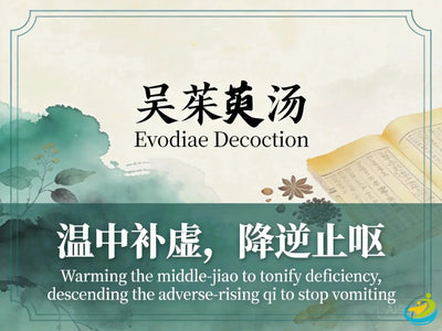 Wu Zhu Yu Tang: Classic TCM Formula for Stomach Cold, Vomiting & Vertex Headache HJMEDICAL
