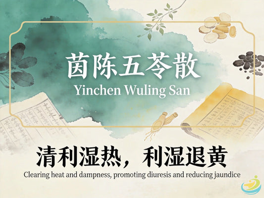 茵陈五苓散：利湿退黄通阳，改善黄疸与脂肪肝湿热困扰