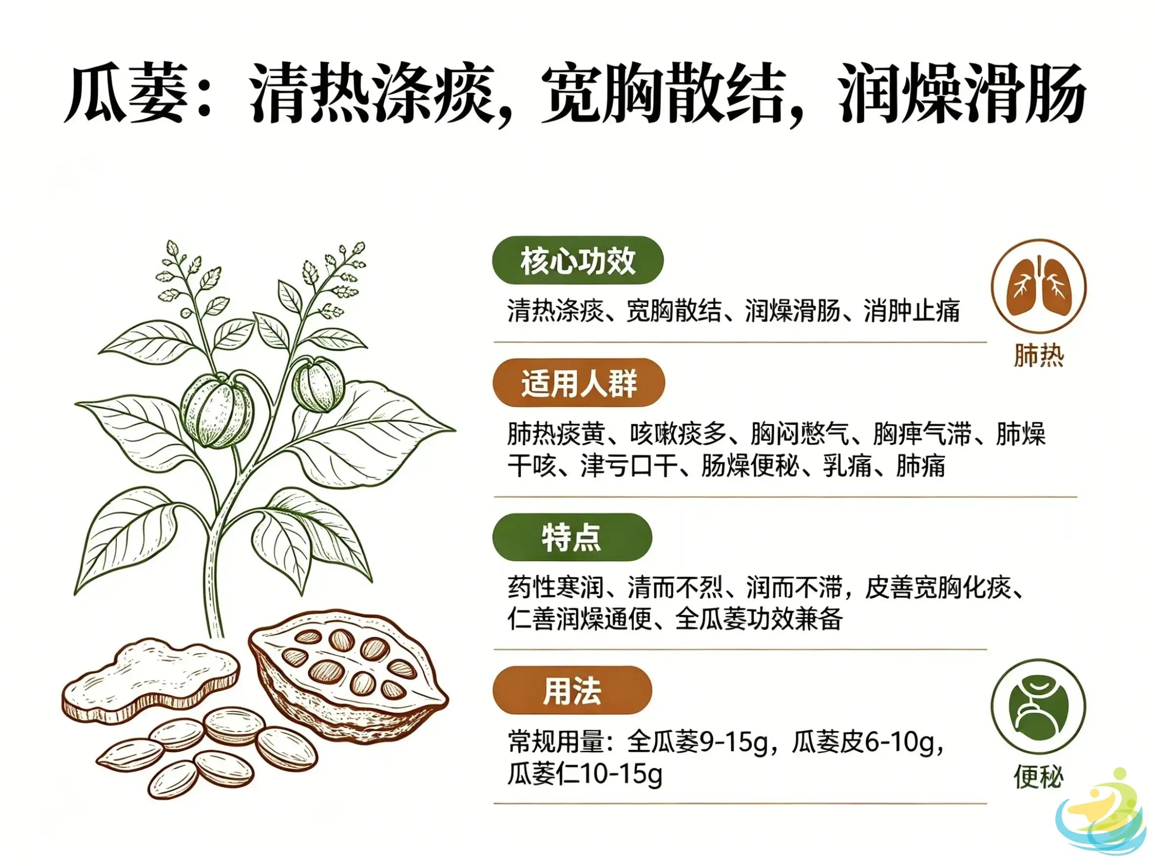Gua Lou (Trichosanthes Fruit): The Classic Herb for Clearing Heat-Phlegm, Broadening the Chest and Moistening the Intestines HJMEDICAL