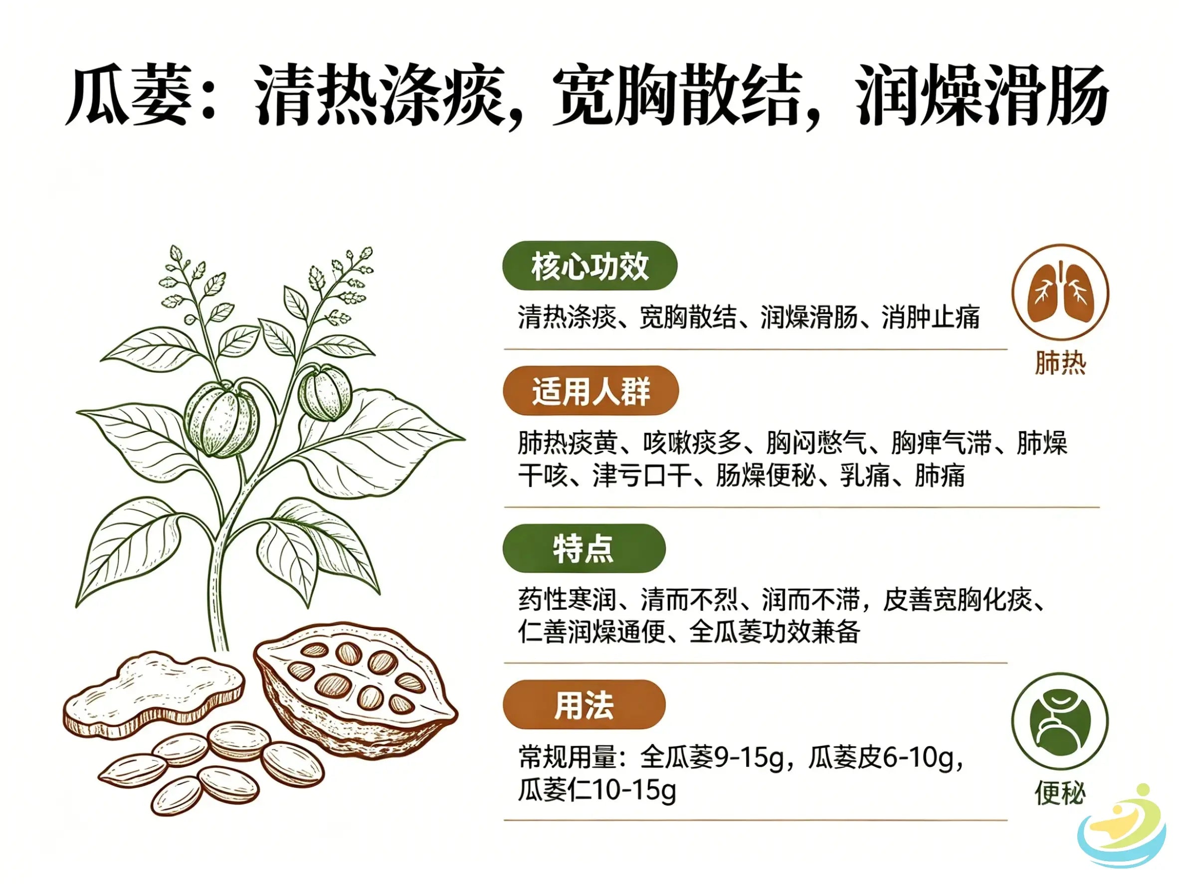 瓜蒌：清热涤痰宽胸散结，润燥滑肠的经典肺胸调理中药材 HJMEDICAL