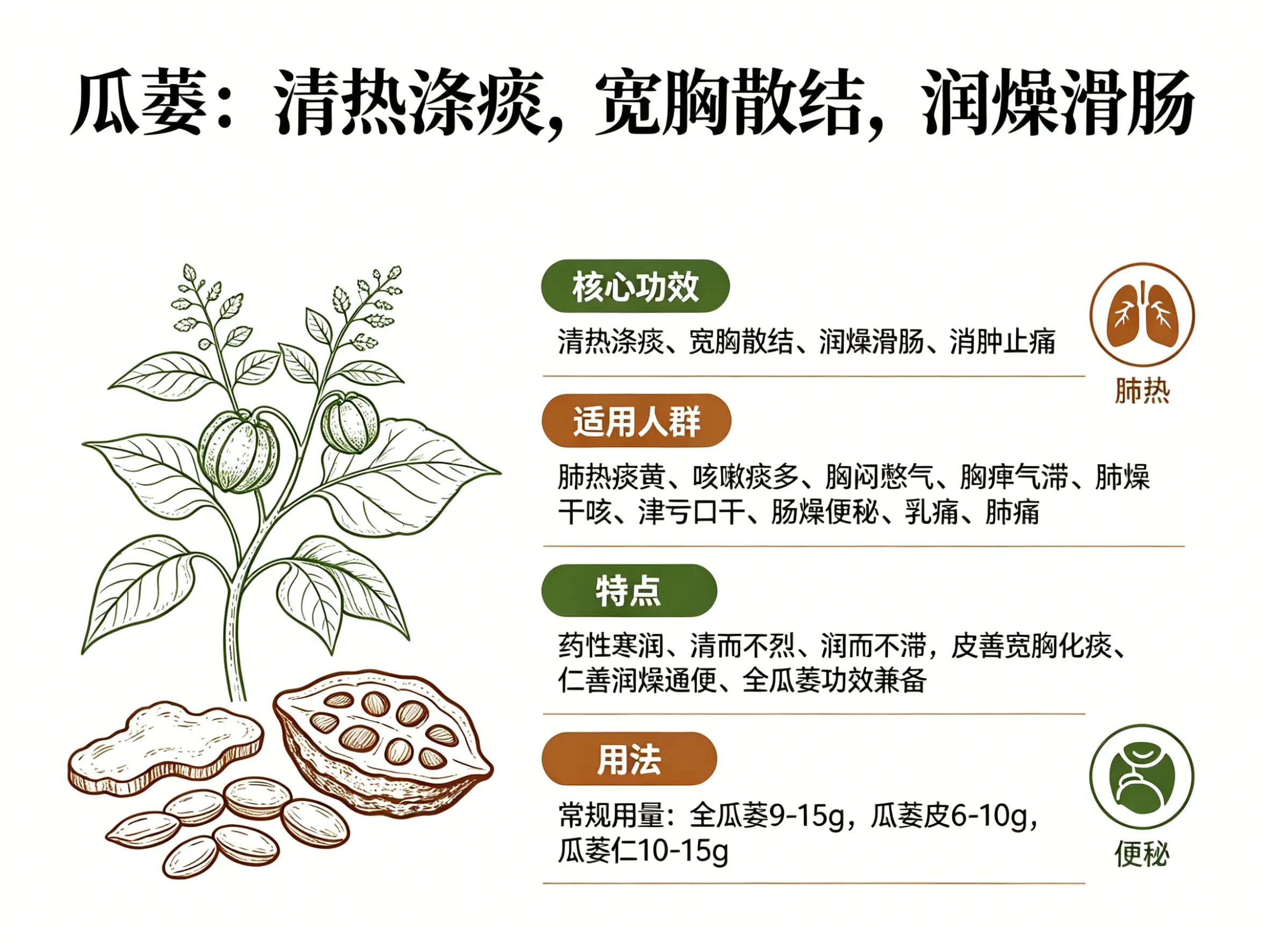 瓜蒌：清热涤痰宽胸散结，润燥滑肠的经典肺胸调理中药材 HJMEDICAL
