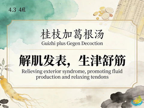Gui Zhi Jia Ge Gen Tang: Cinnamon Twig Decoction with Kudzu for Neck and Shoulder Stiffness HJMEDICAL