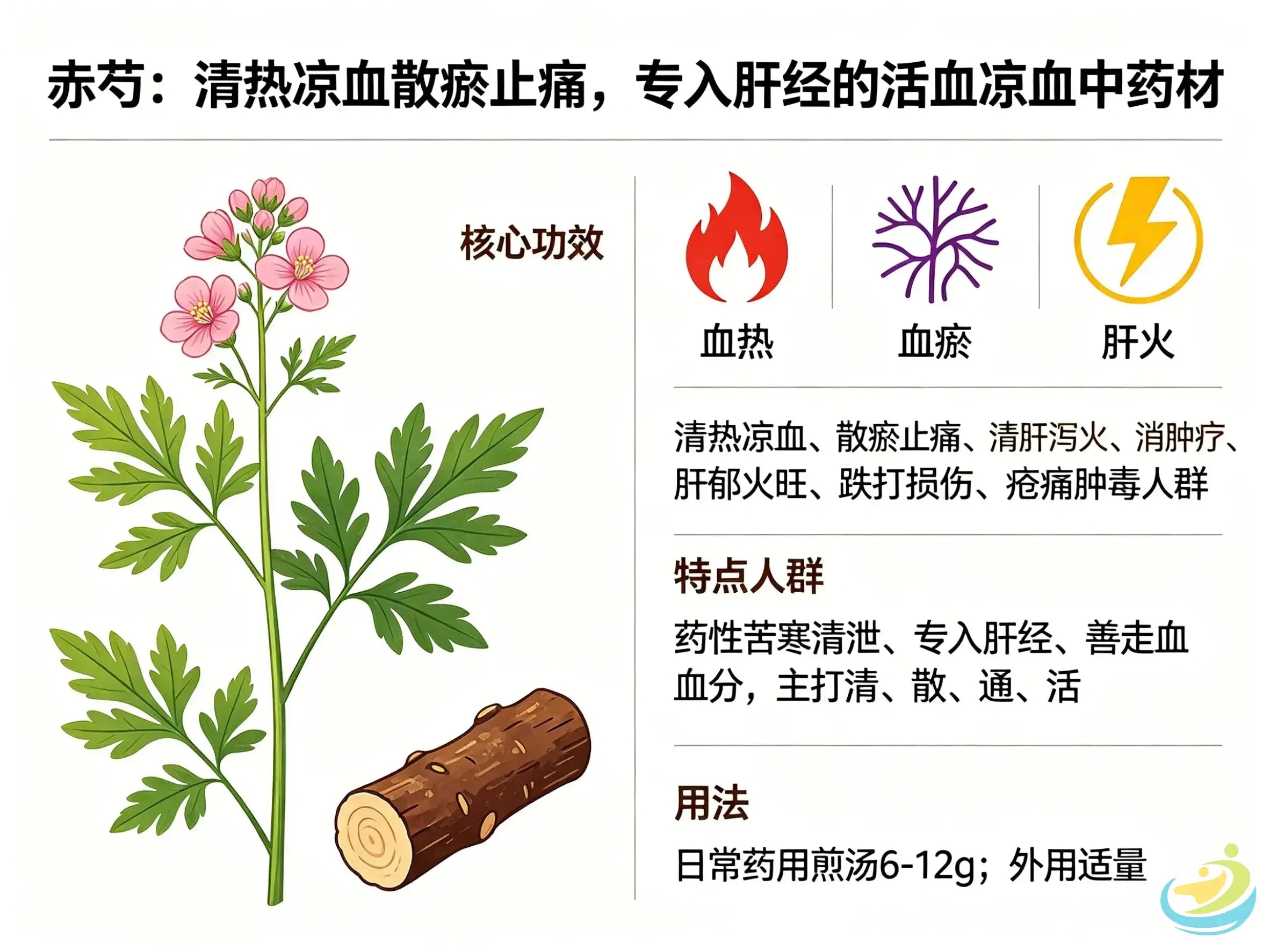 Chi Shao (Red Peony Root): The Liver-Channel Herb for Clearing Blood-Heat, Dispersing Stasis and Settling Pain HJMEDICAL