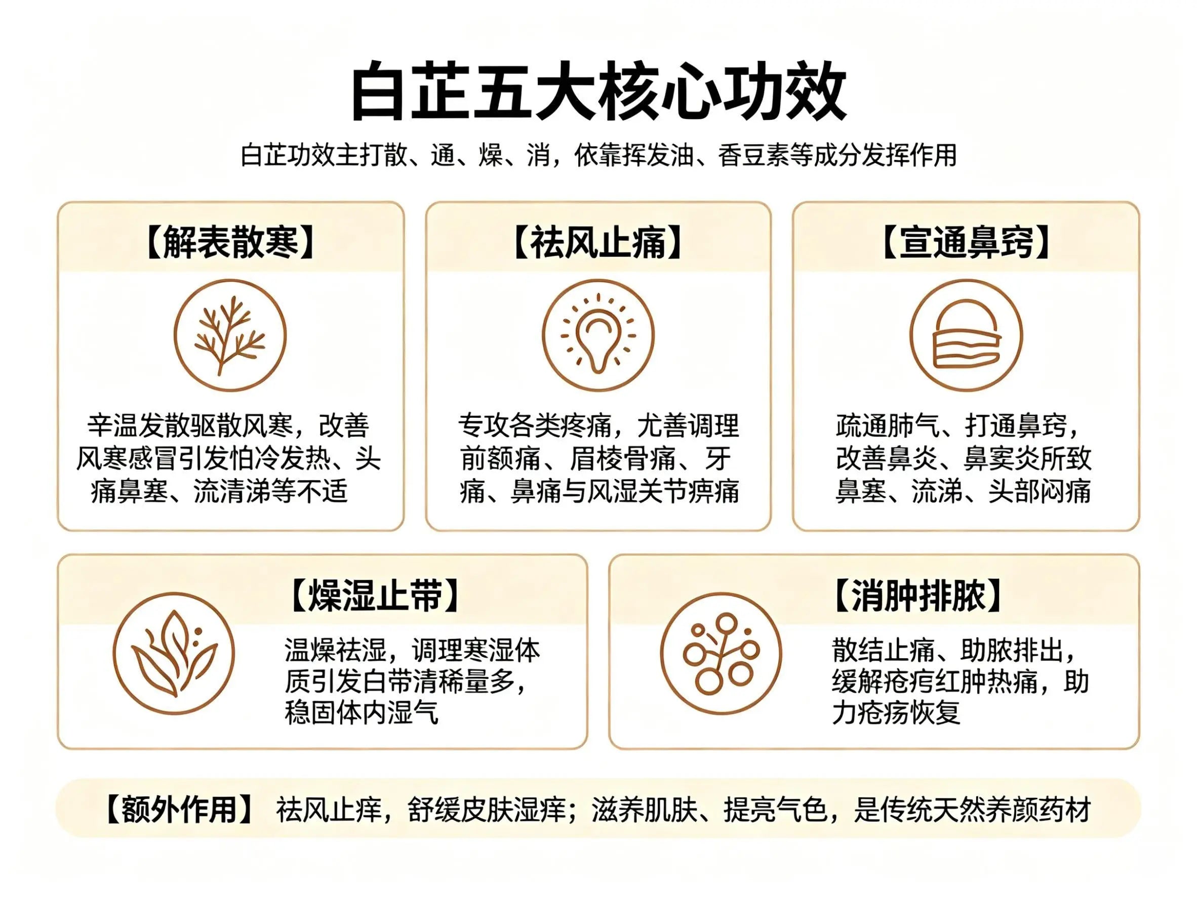 白芷：祛风止痛、通鼻窍的“辛香良药”，功效用法全解析 HJMEDICAL