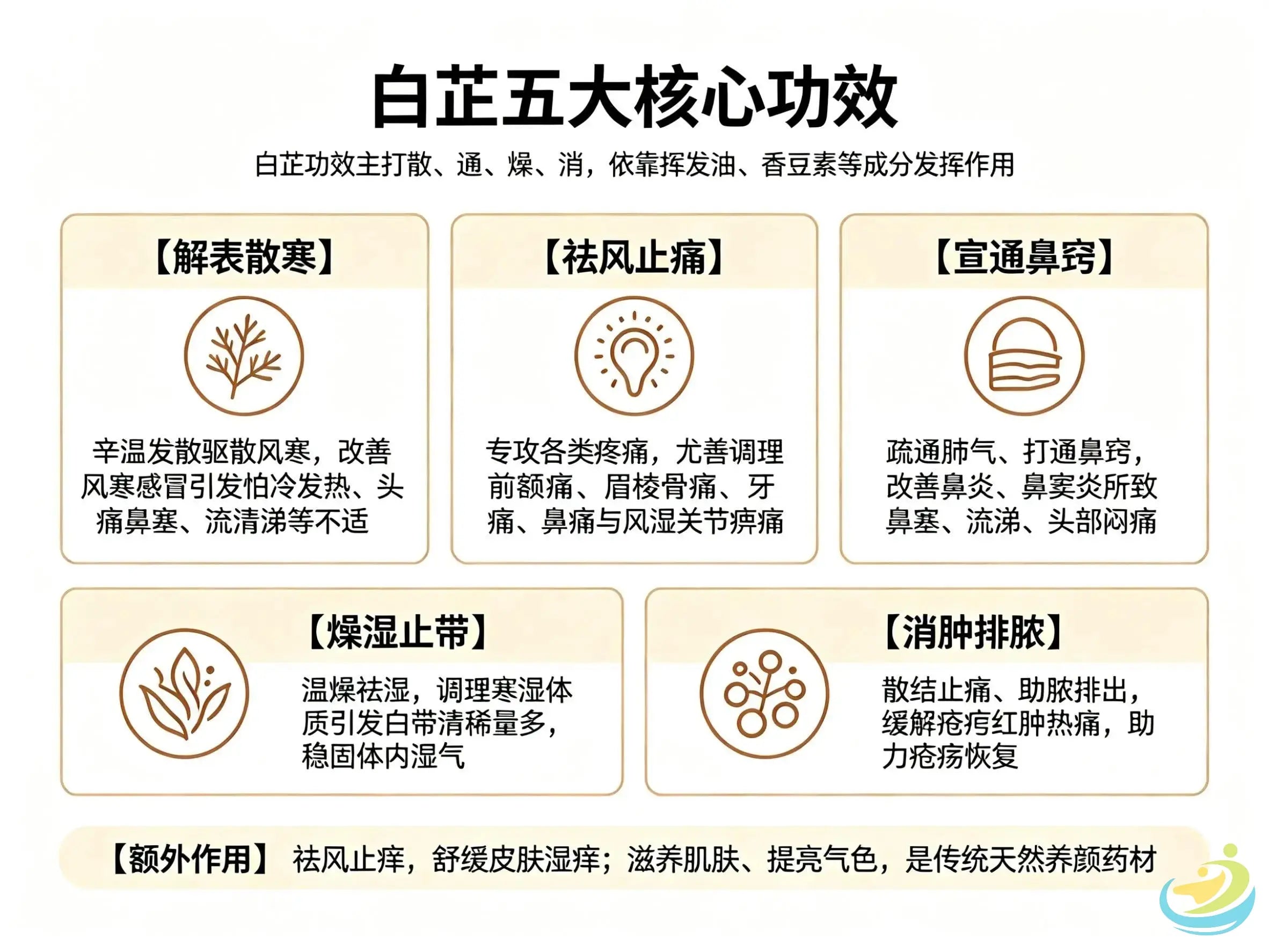 白芷：祛风止痛、通鼻窍的“辛香良药”，功效用法全解析 HJMEDICAL