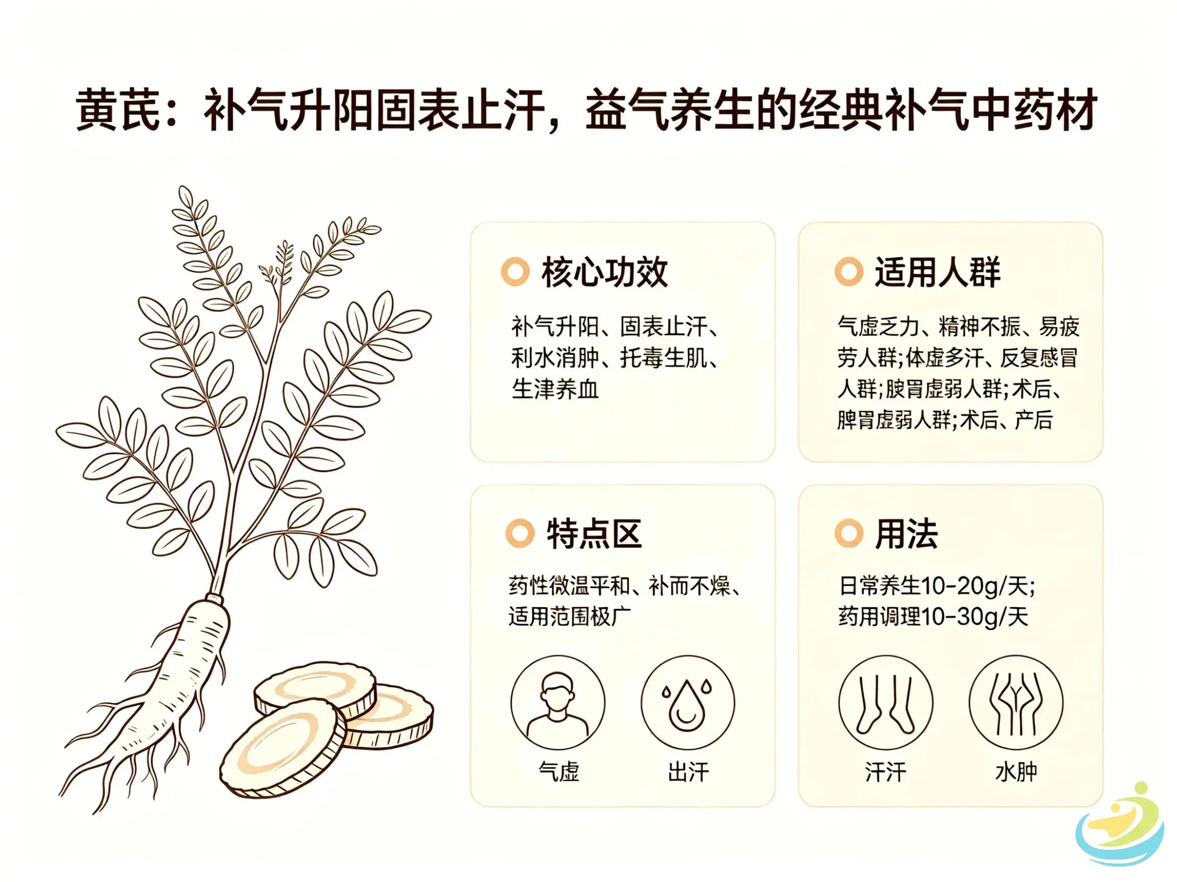 黄芪：补气升阳固表止汗，益气养生的经典补气中药材 HJMEDICAL