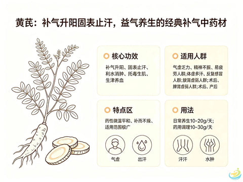 Huang Qi (Astragalus): The Foremost TCM Qi-Supplementing Herb for Consolidating Wei-Qi, Stopping Sweating and Raising Yang HJMEDICAL