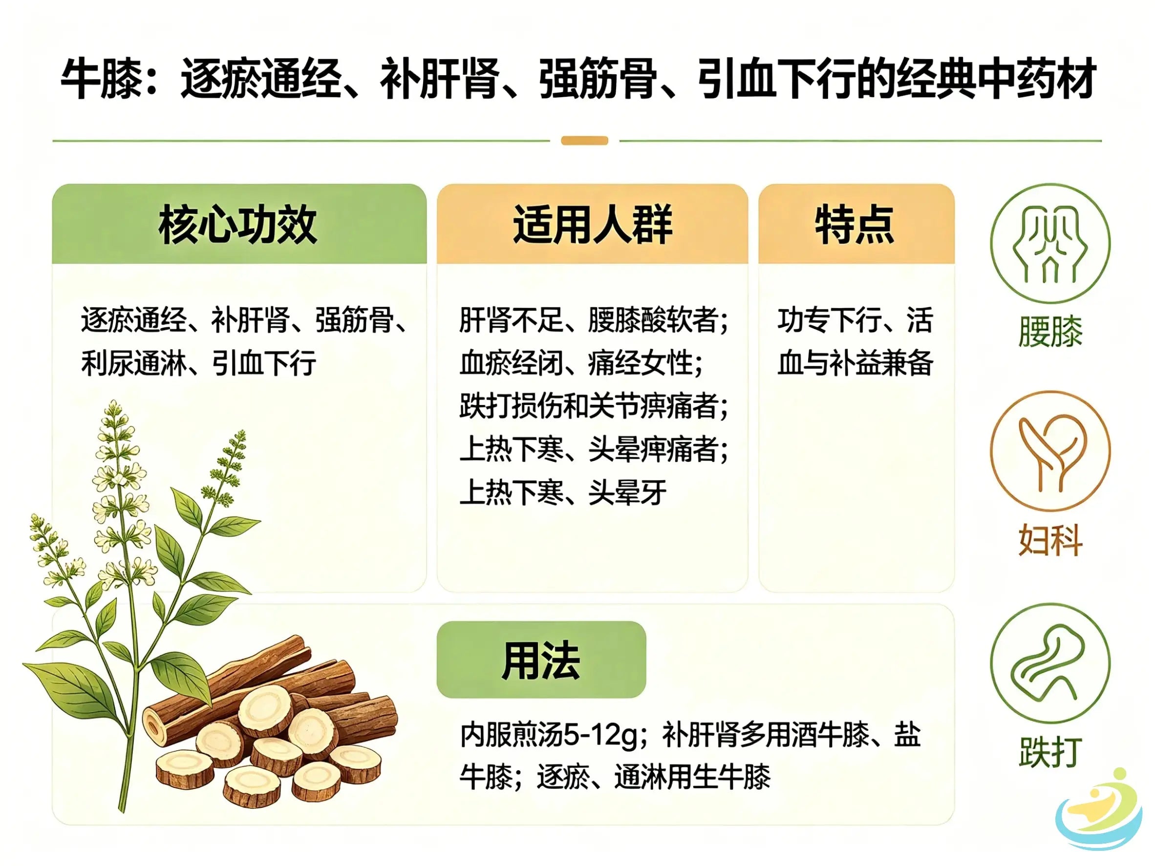 牛膝：逐瘀通经、补肝肾、强筋骨、引血下行的经典中药材 HJMEDICAL