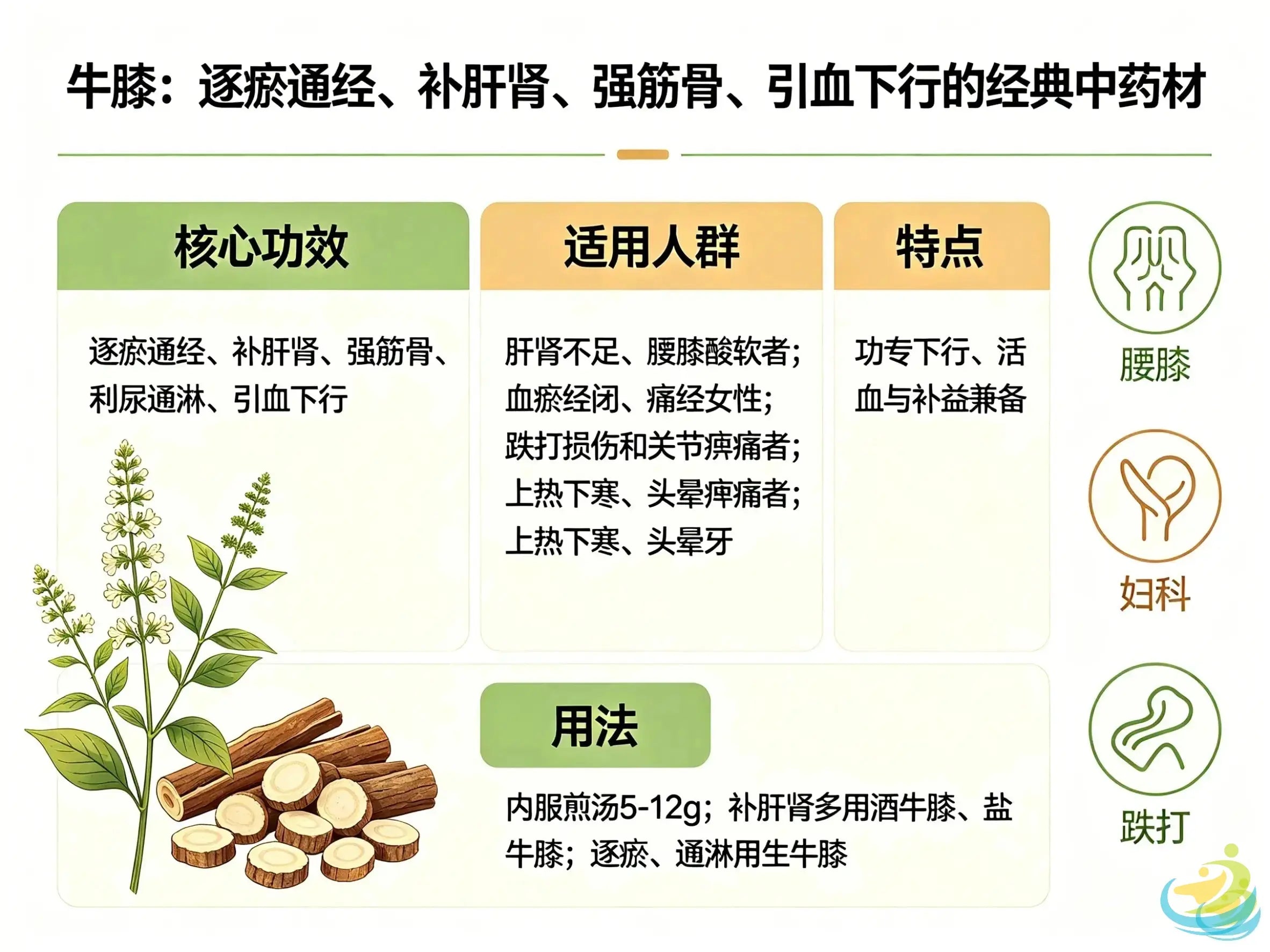 Niu Xi (Achyranthes): The Classic Herb for Expelling Stasis, Supplementing Liver-Kidney and Guiding Blood Downward HJMEDICAL