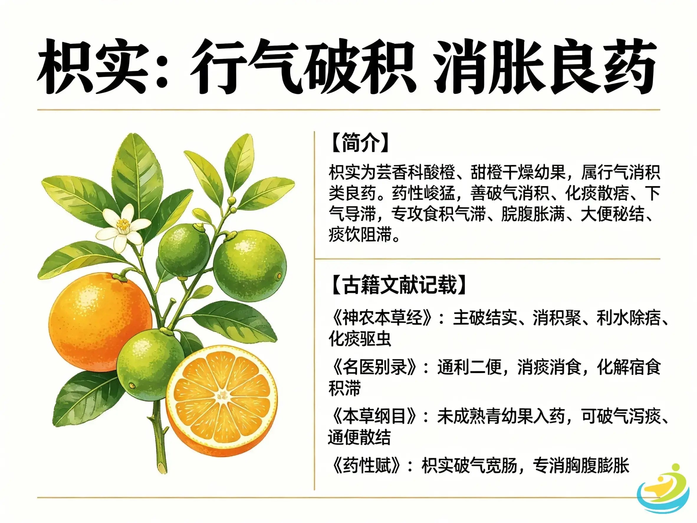 Zhi Shi (Immature Bitter Orange): The Herb for Breaking Qi Stagnation, Dissolving Accumulation and Relieving Fullness HJMEDICAL